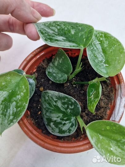 Сциндапсус сильвер энн