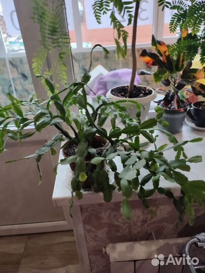 Декабрист розовый