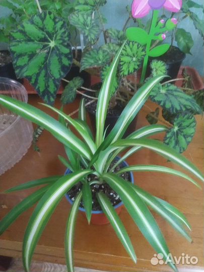 Хлорофитум