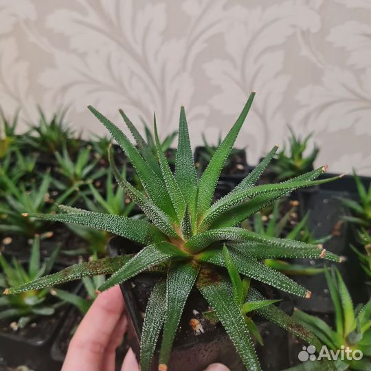 Суккуленты