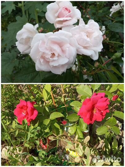 Многолетние цветы роза флоксы, пион