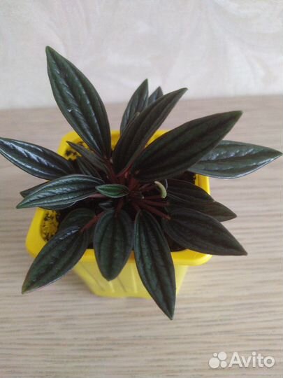 Пеперомия Россо