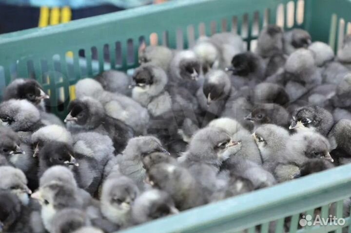 Инкубационное яйцо