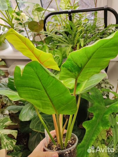 Редкий филодендрон Jungle fever var. / T01