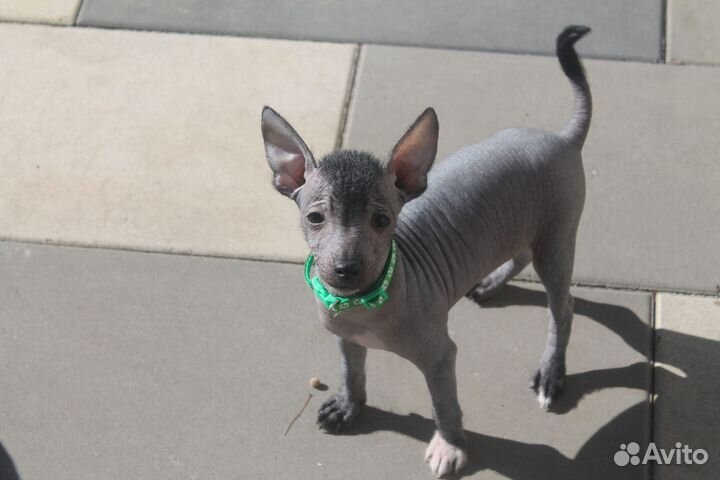 Ксолоитцкуинтли мини(мексиканская голая собака)