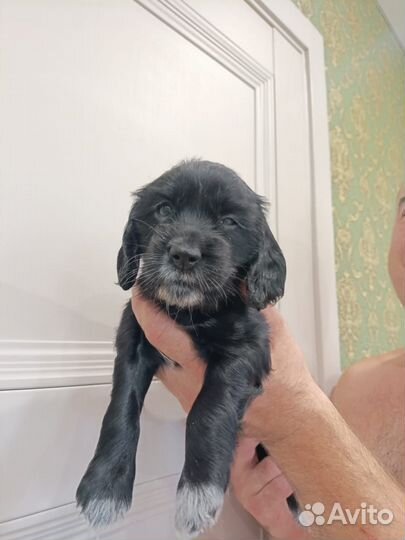 Русский спаниель