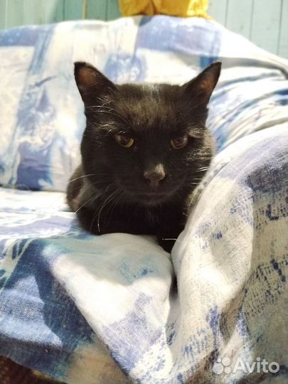 Отдам кота