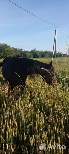 Продаю породистую лошадь