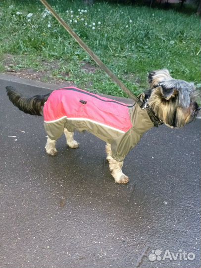 Домашние животные собаки маленькие