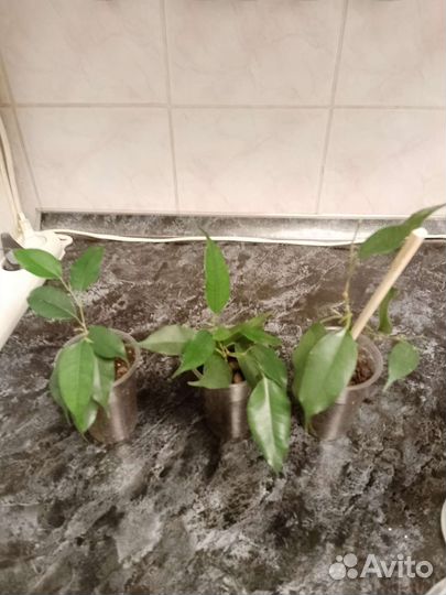 Фикус бенджамина, укорененные