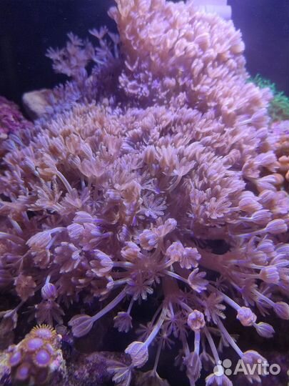 Морские кораллы