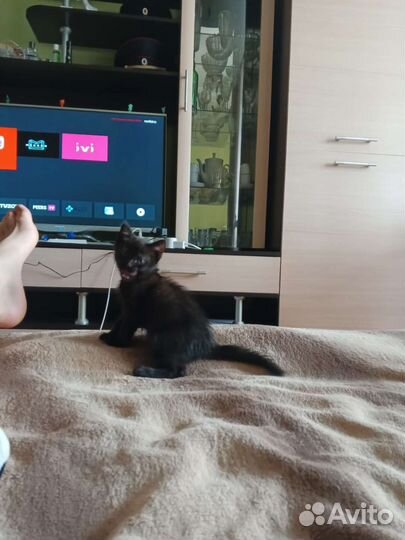 Кошка в дар