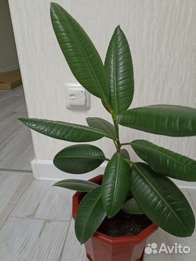 Фикус каучуконосный