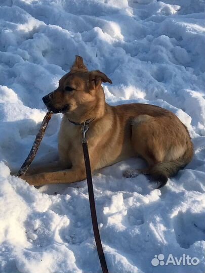 Собака в будку в добрые руки