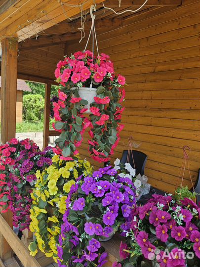 Петуния ампельная в горшке