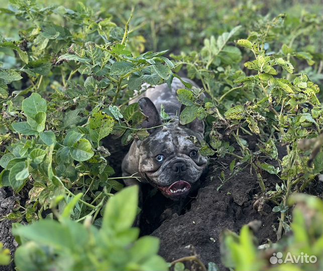 Вязка Французский Бульдог