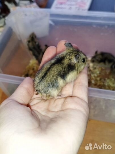 Джунгарский хомяк