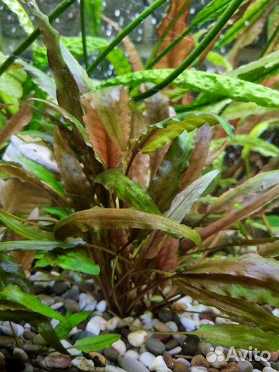 Криптокорина апоногетонолистная