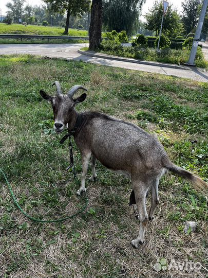 Продаю Козу