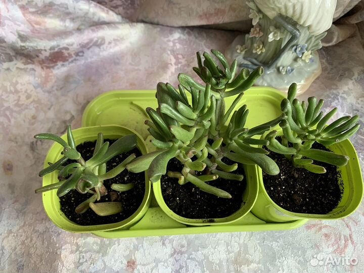 Крассула коралл хоббит толстянка денежное дерево