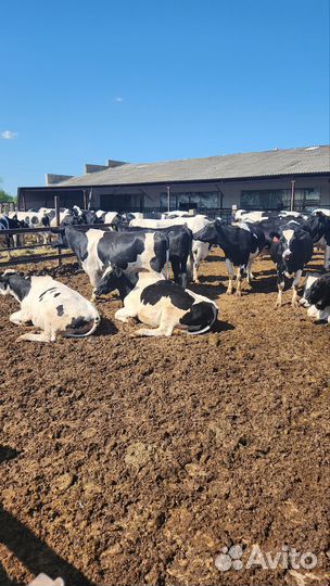 Продажа крс нетели Гольштины