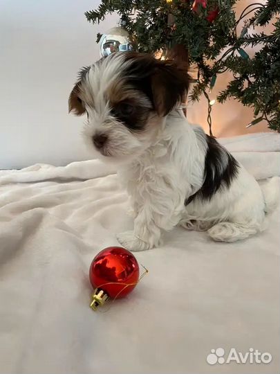 Мальчики и Девочки