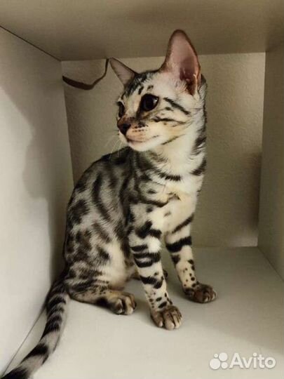 Бенгальские котята