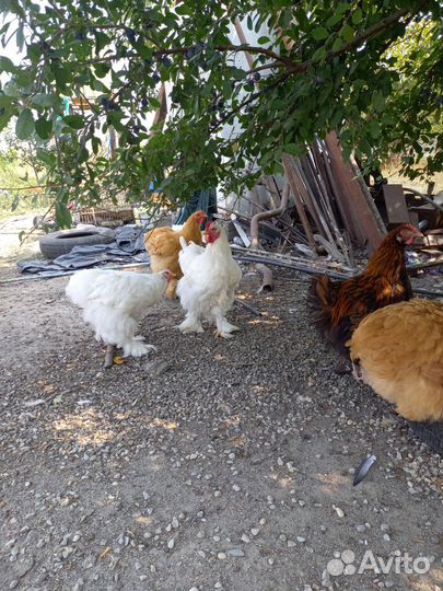 Куры и петушки породы орпинктон и кохинхин