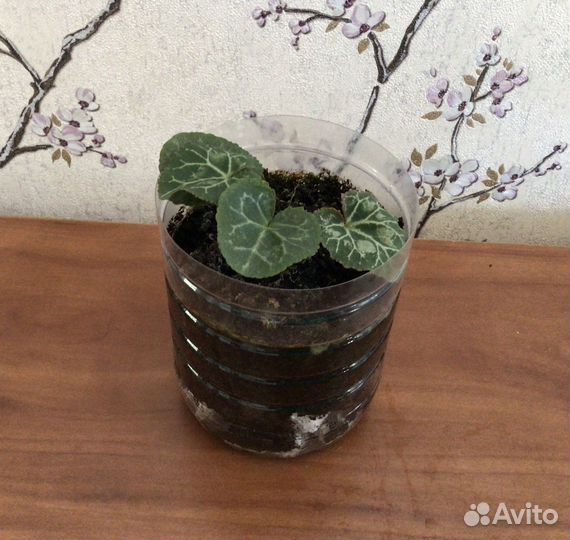 Комнатные цветы цикламен