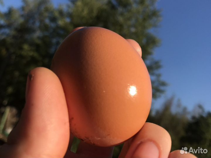 Яйца домашние