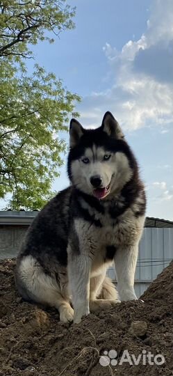 Вязка хаски