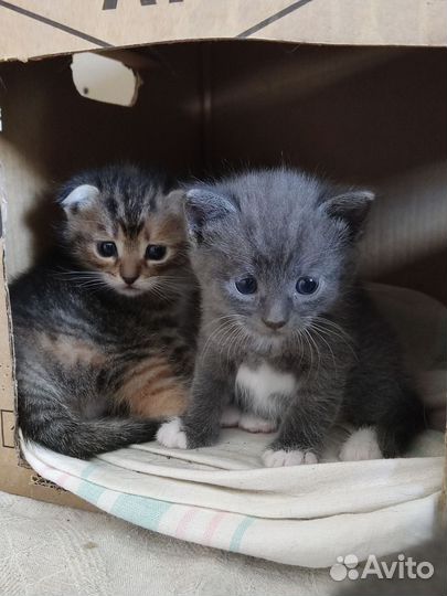 Котенок в добрые руки