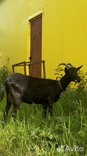 Коза на мясо