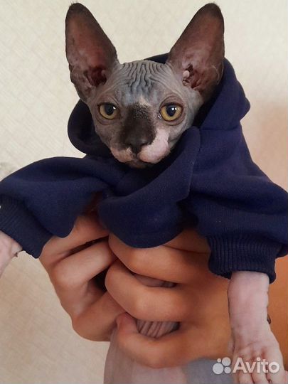 Канадский сфинкс котёнок