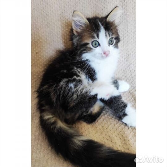 Пушистый котенок