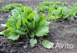 Помидоры,щавель,укроп,перец крупный болгарский