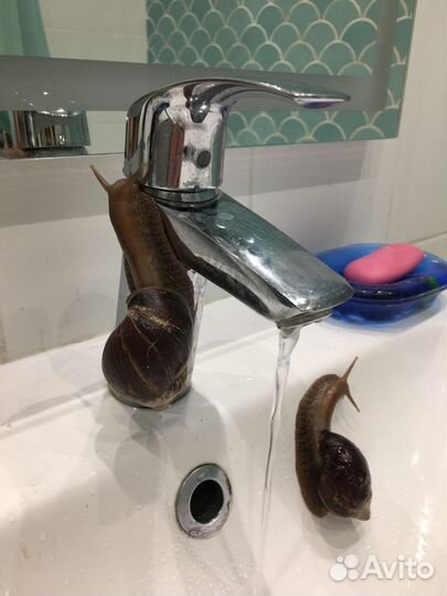 Улитки ахатины