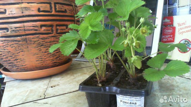 Клубника / саженцы Н 20см. сорта