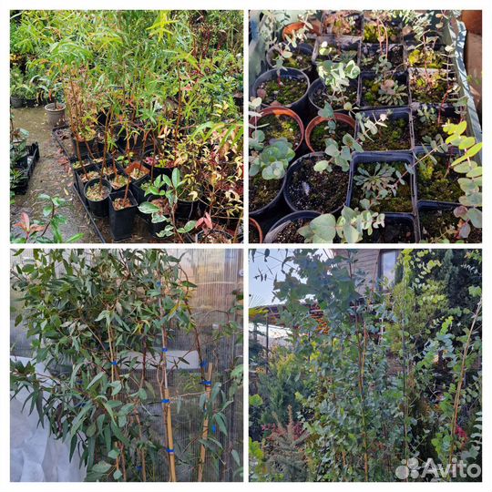 Саженцы Эвкалипт от 15см-2,5м