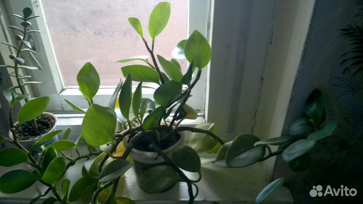 Комнатные цветочки