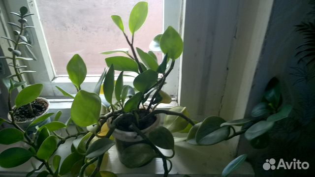 Комнатные цветочки