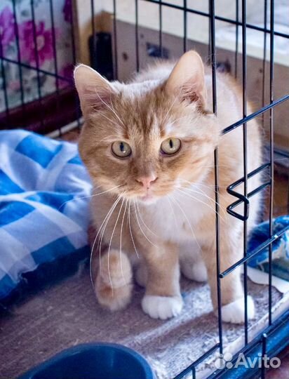 Рыжий в белых носочках юный котик. Бесплатно