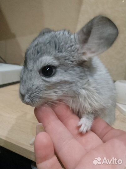 Шиншилла