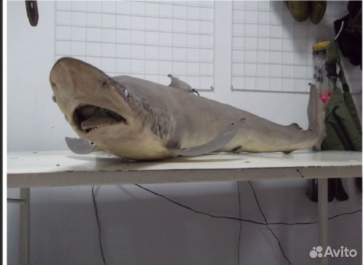 Чучело акулы