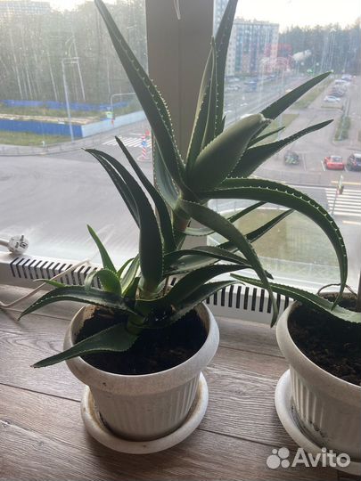 Комнатные цветы Алоэ