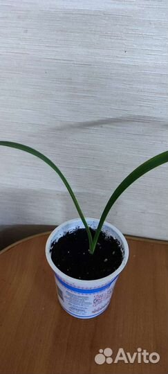 Гиппеаструм