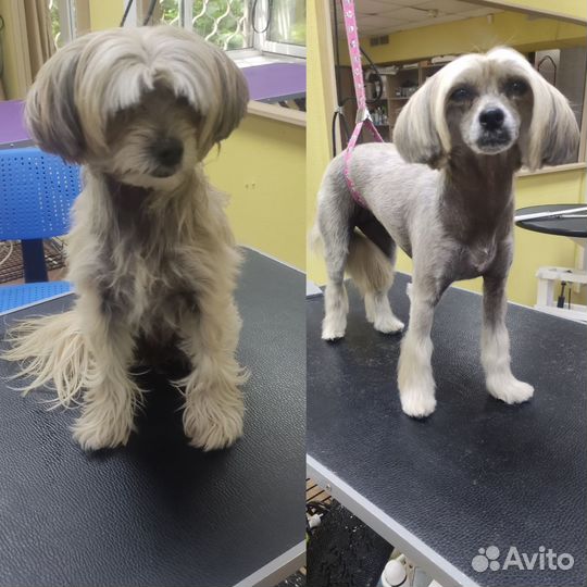 Домашняя передержка собак, груминг собак