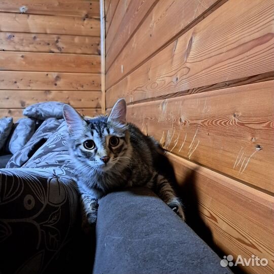 Котик