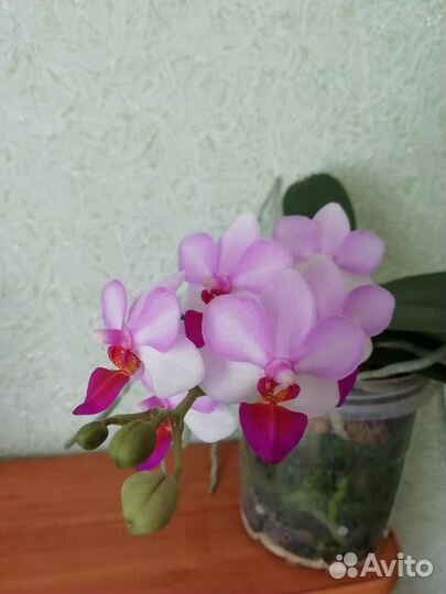 Фаленопсис Льюис Берри