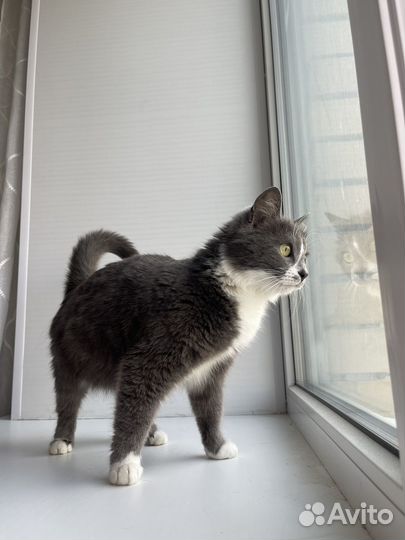 Кошечка в добрые руки